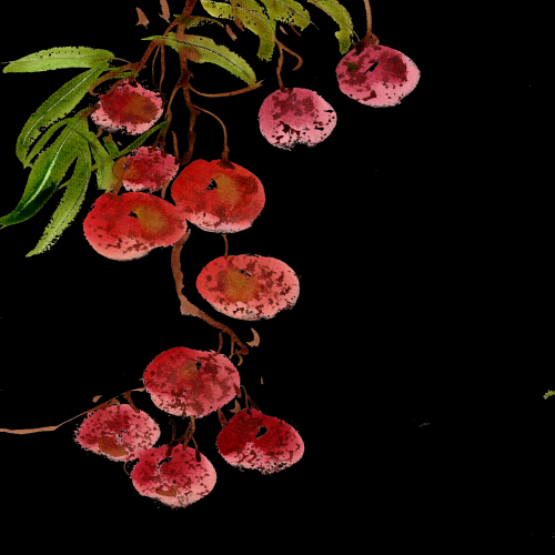 手绘荔枝图片素材装饰元素插画 png透明背景 (83)