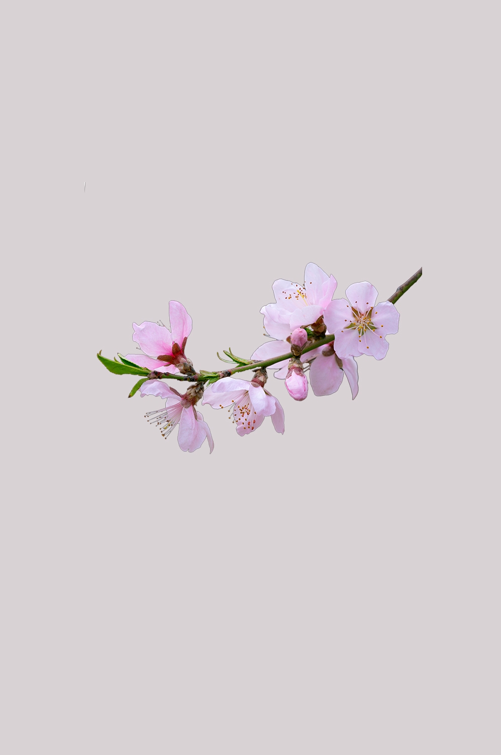 桃花素材图中国风海报设计桃树花枝透明背景58