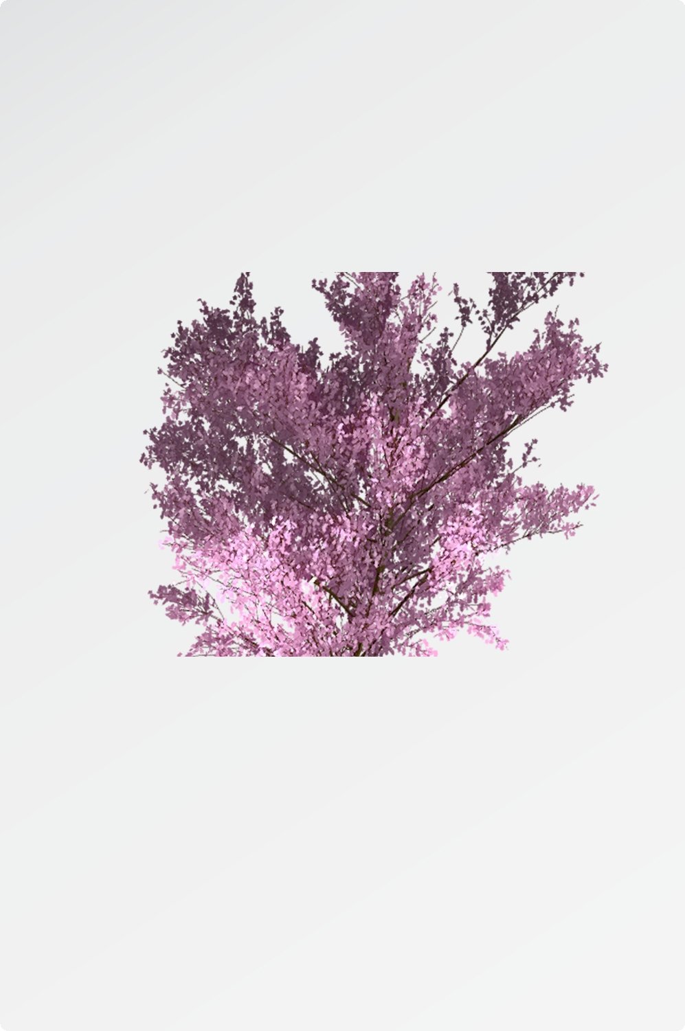 唯美樱花花树花枝樱花飘落图片装饰插图免抠55