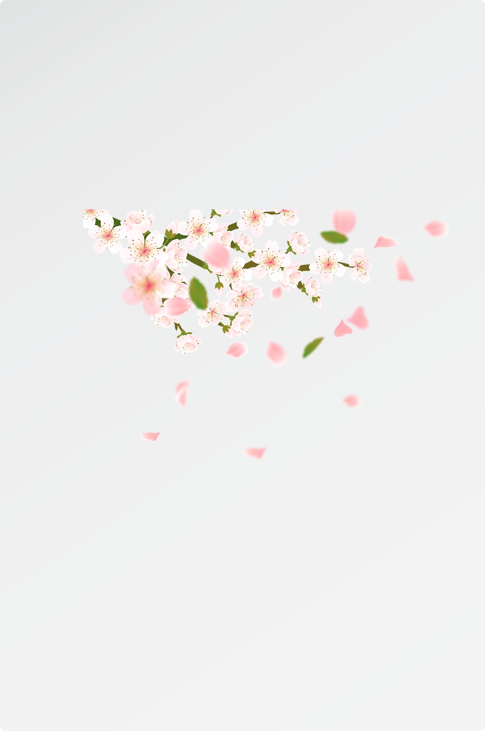 唯美樱花花树花枝樱花飘落图片装饰插图免抠34