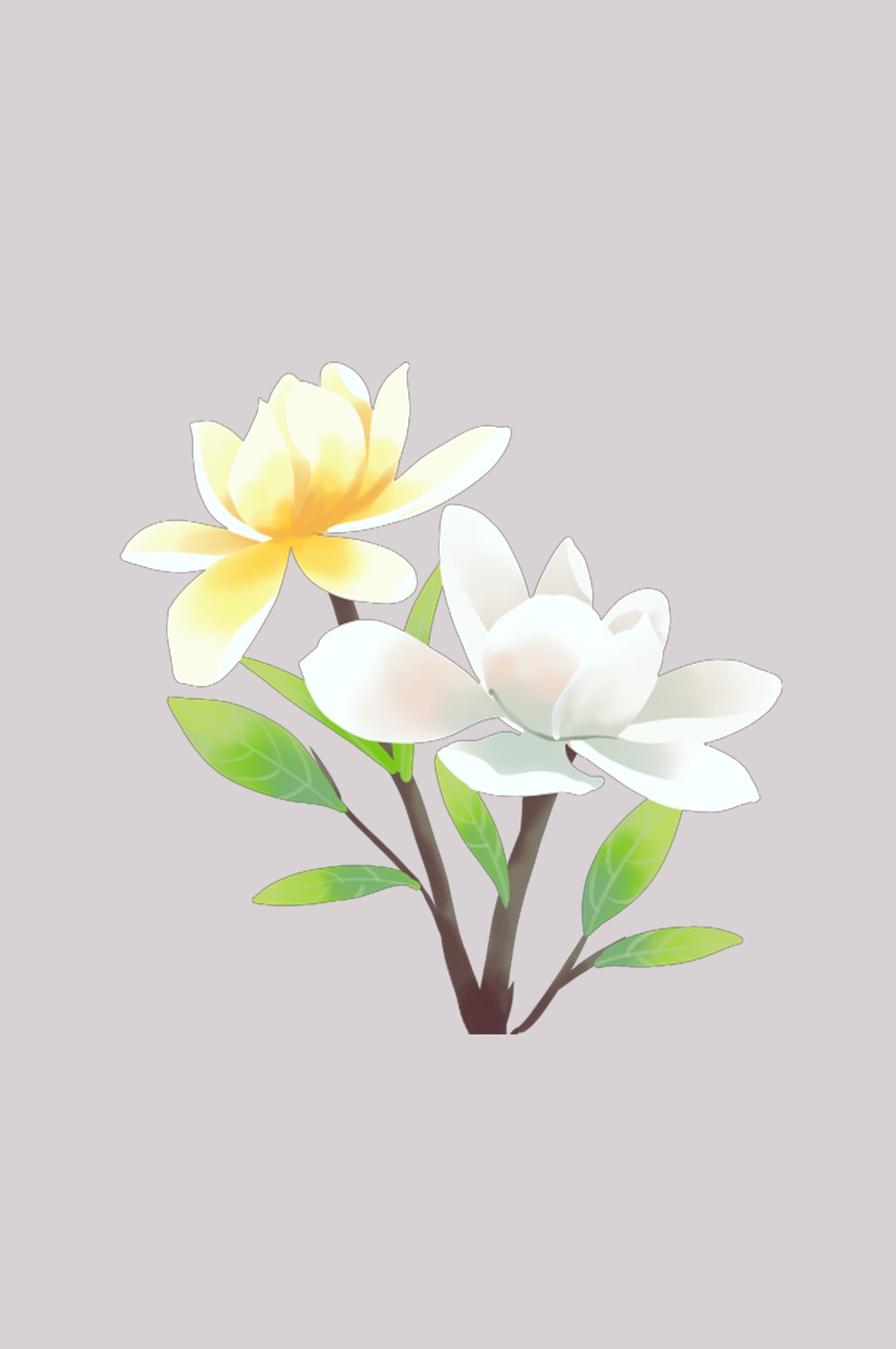 清新淡雅栀子花朵图片素材免抠元素27