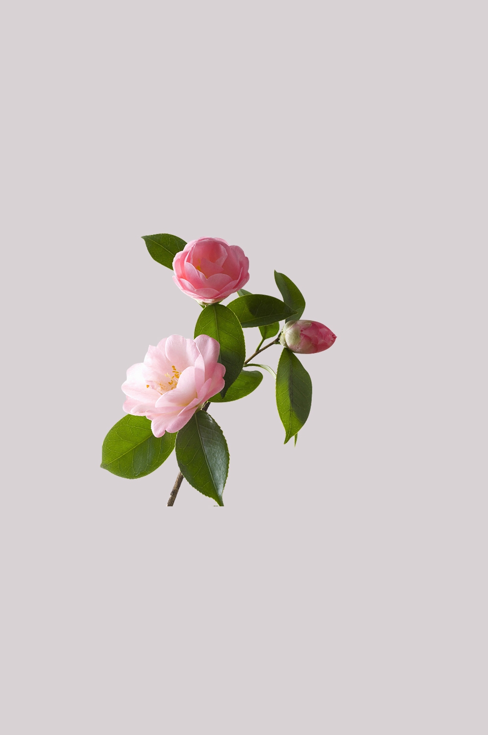 山茶花图片装饰图案插画素材13