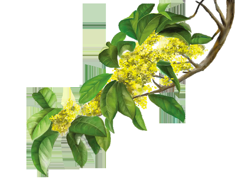 卡通手绘桂花花枝图案素材元素52