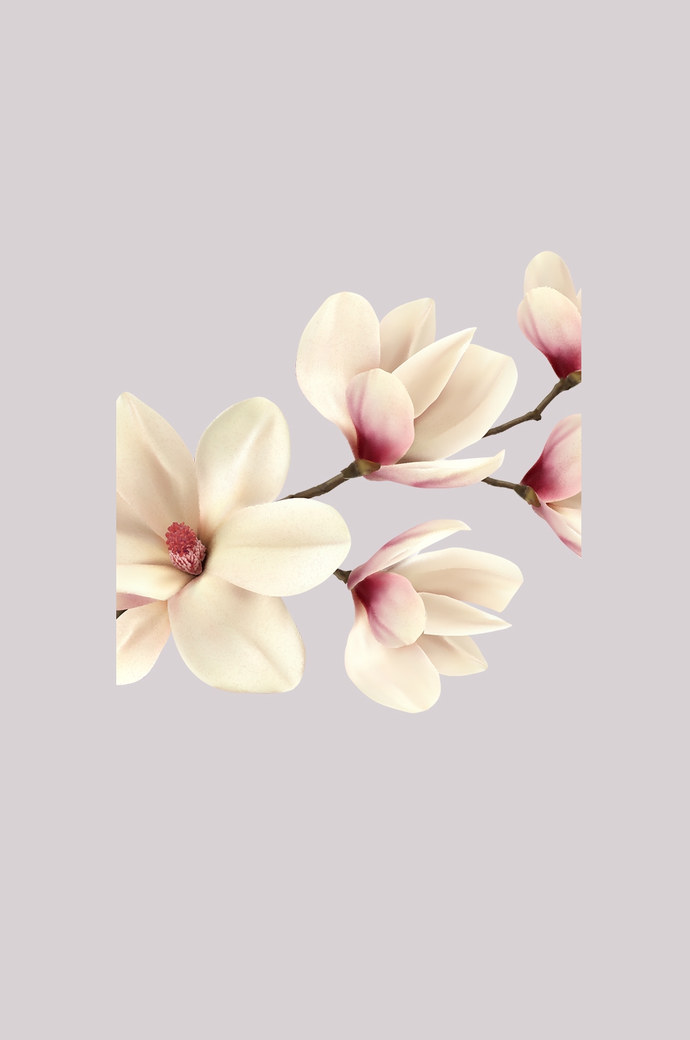 手绘淡雅玉兰花枝花朵装饰元素插图免抠素材29