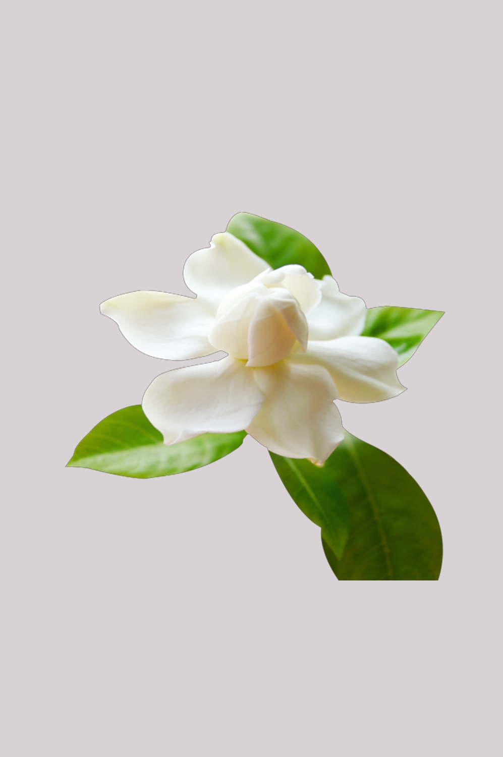 清新淡雅栀子花朵图片素材免抠元素10