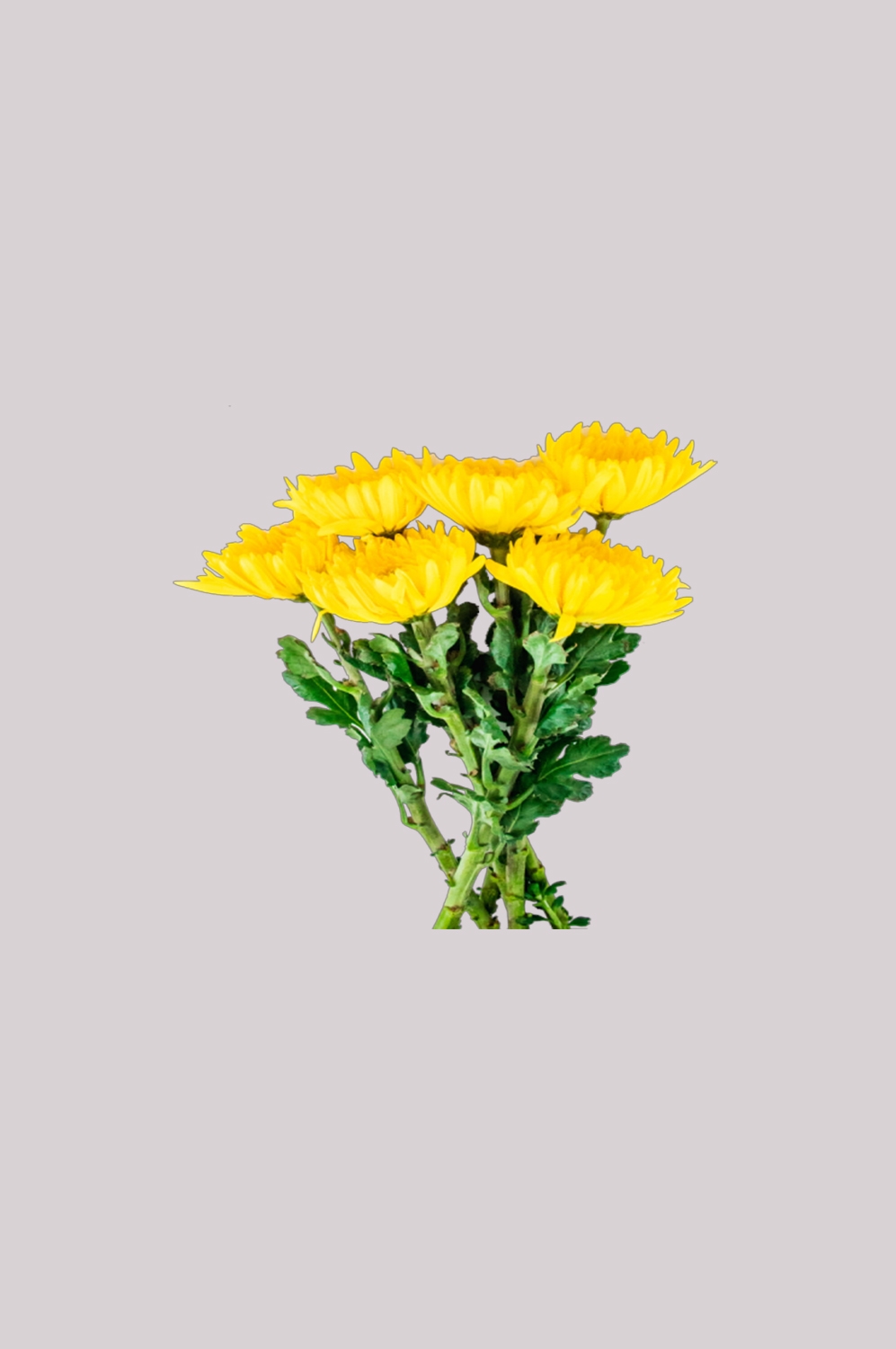 菊花雏菊装饰免抠元素素材26