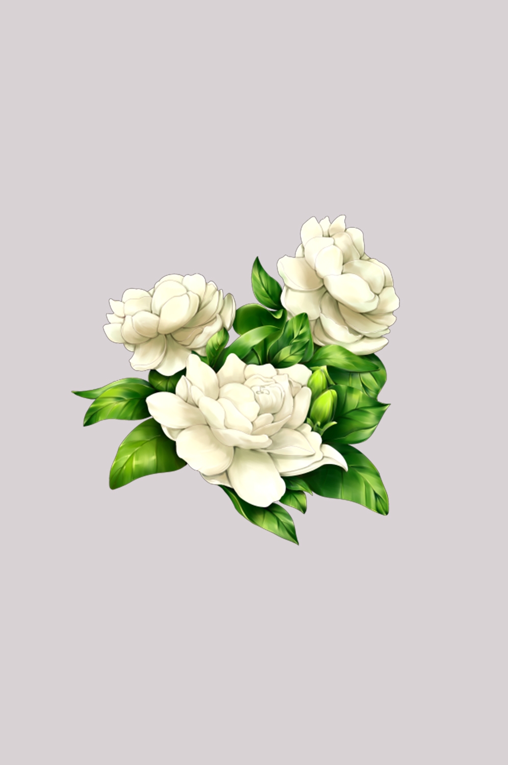 清新淡雅栀子花朵图片素材免抠元素40