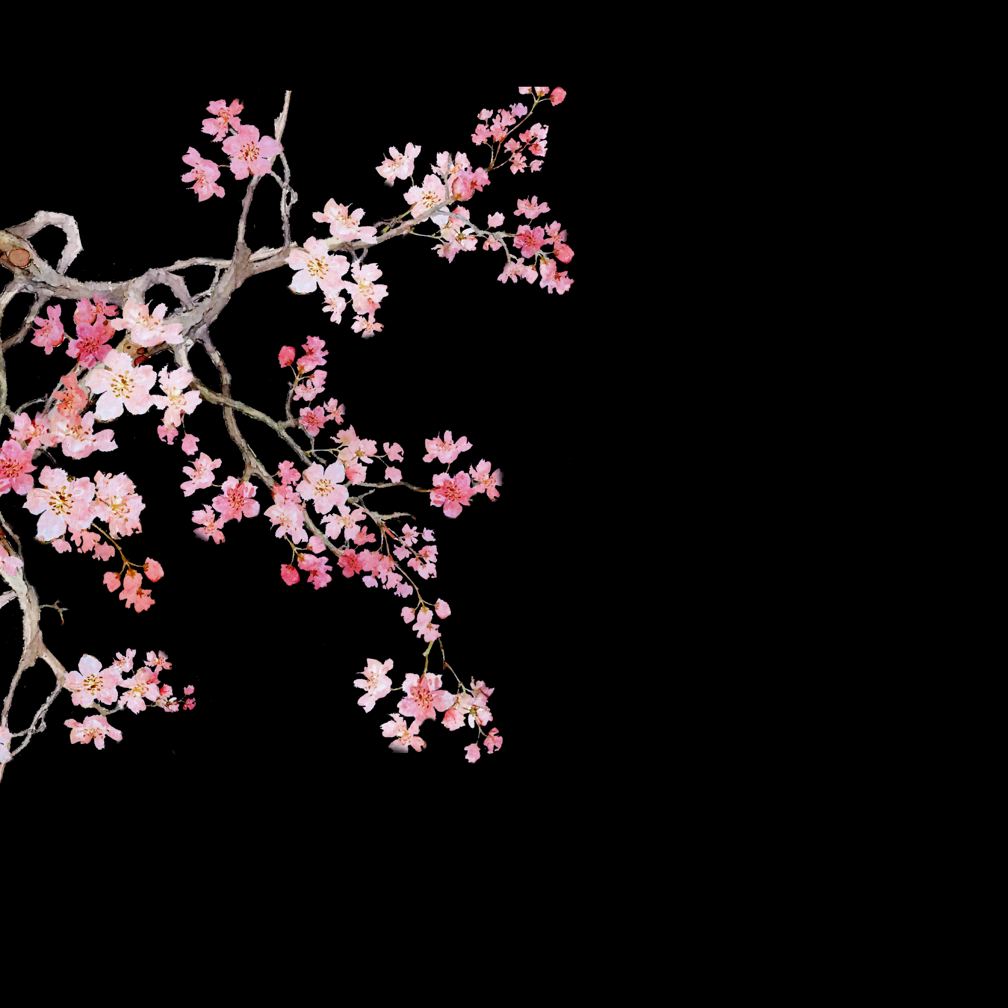 桃花素材图中国风海报设计桃树花枝透明背景47