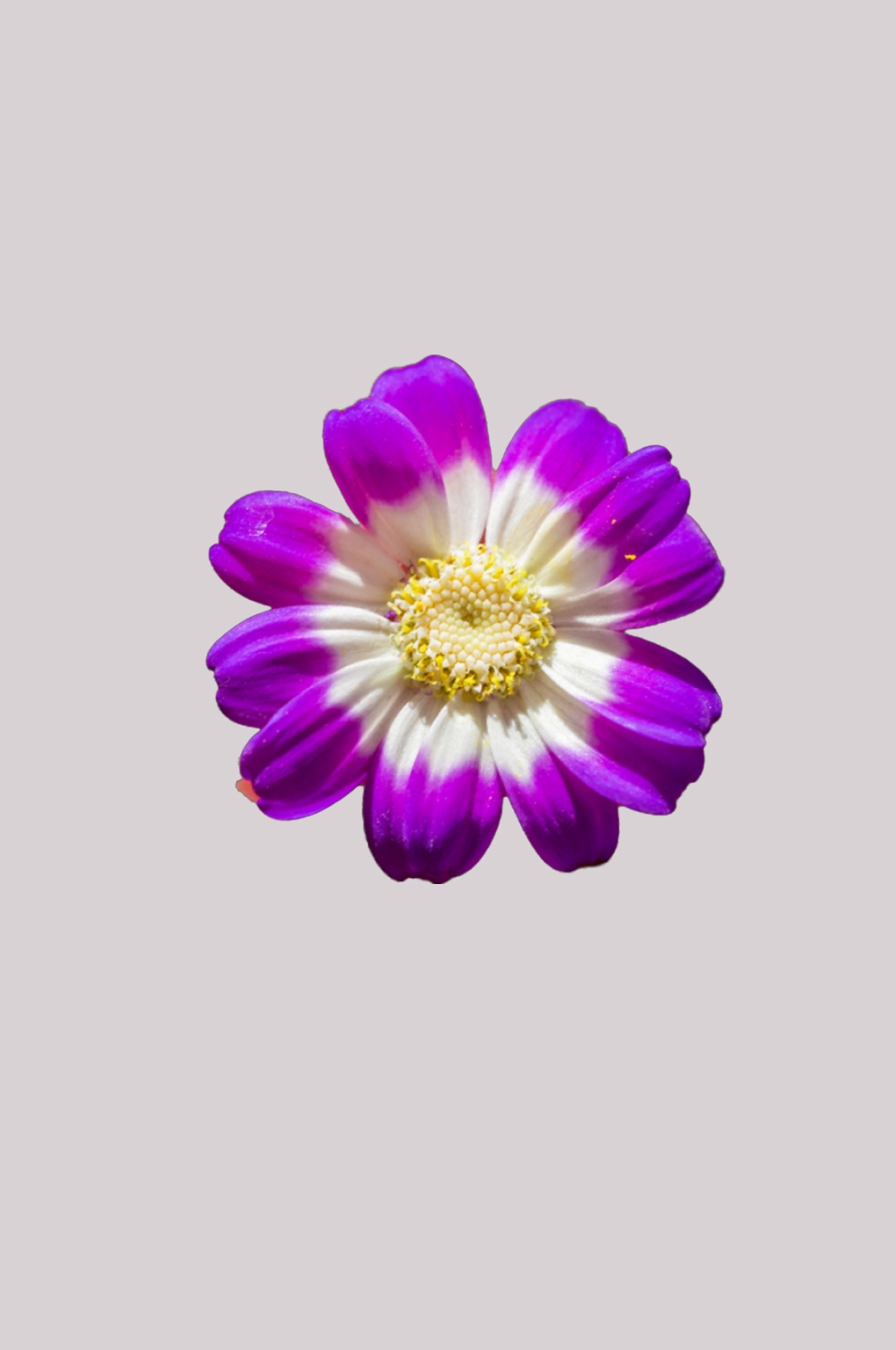 菊花雏菊装饰免抠元素素材49