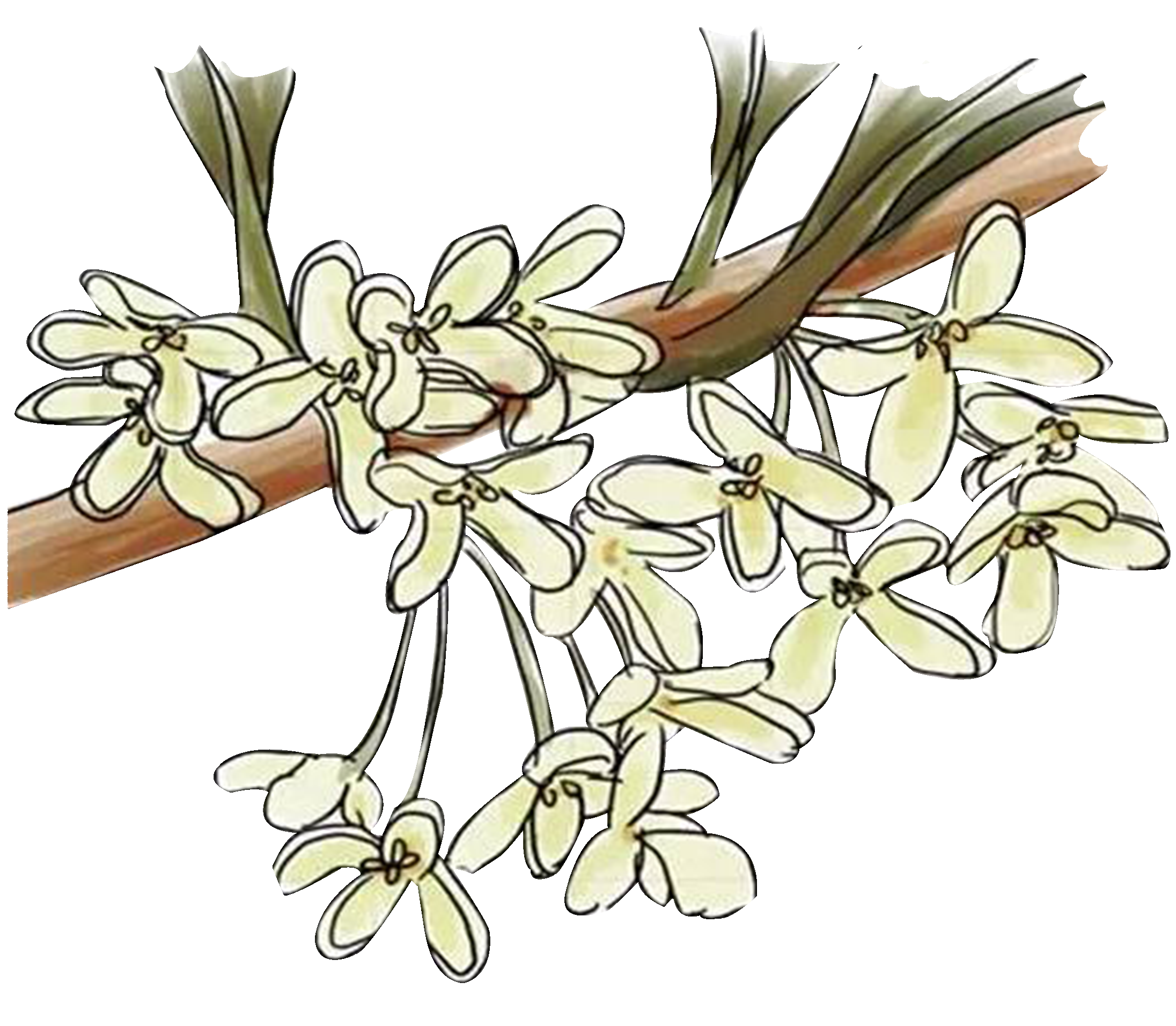 卡通手绘桂花花枝图案素材元素27