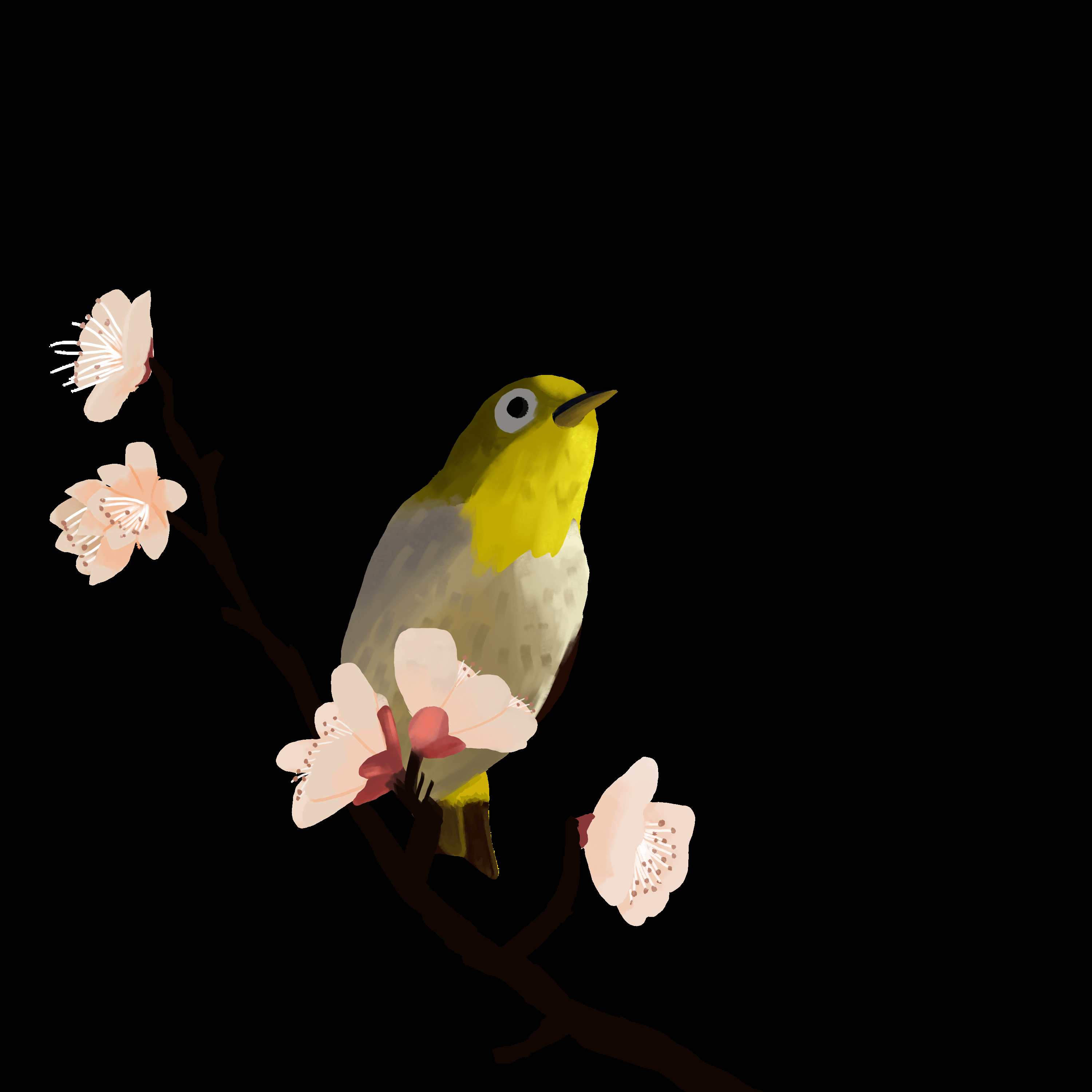 水彩手绘小鸟树枝花枝上的小鸟插画素材免抠25