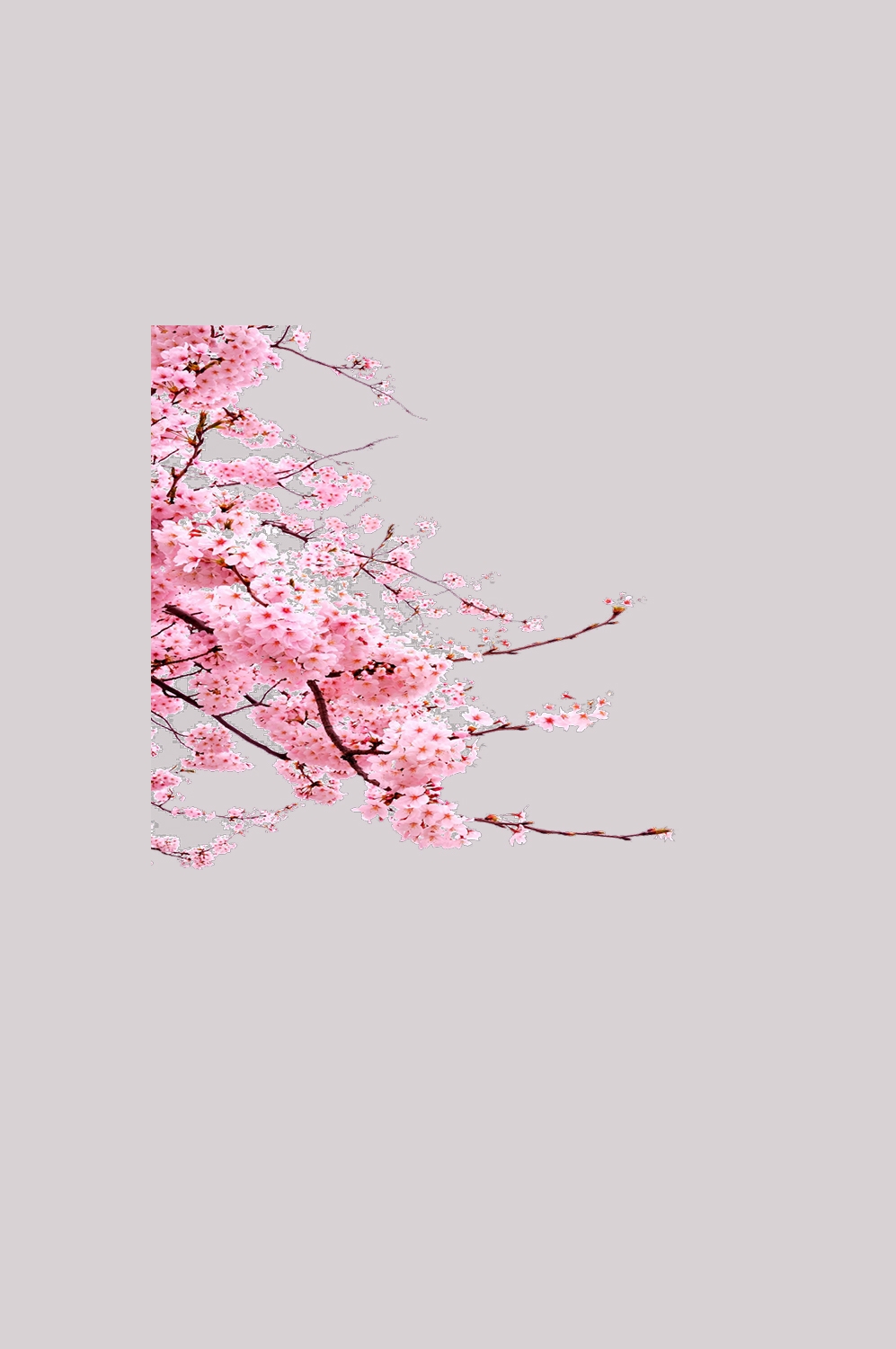 桃花素材图中国风海报设计桃树花枝透明背景54
