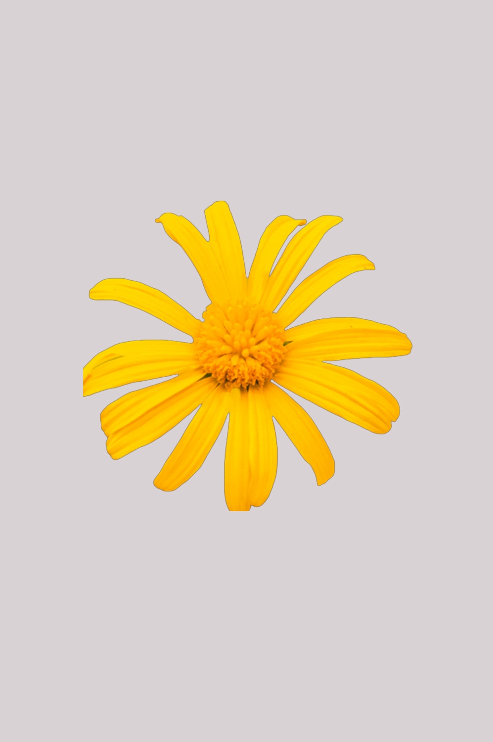 菊花雏菊装饰免抠元素素材3