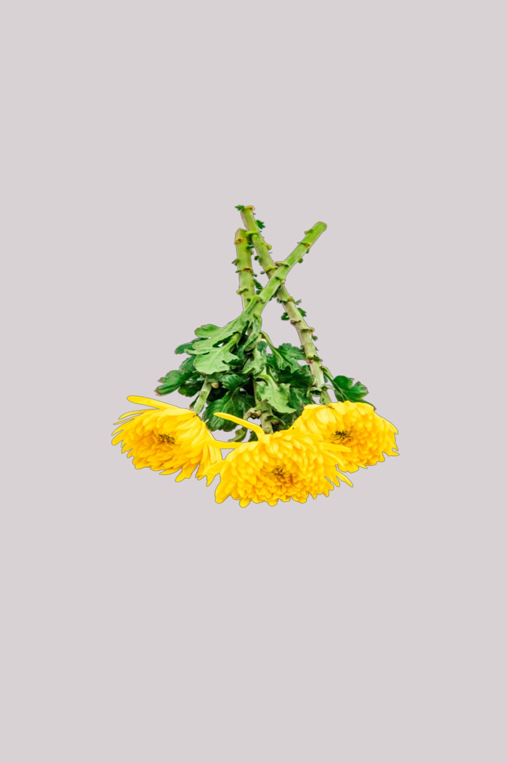 菊花雏菊装饰免抠元素素材13