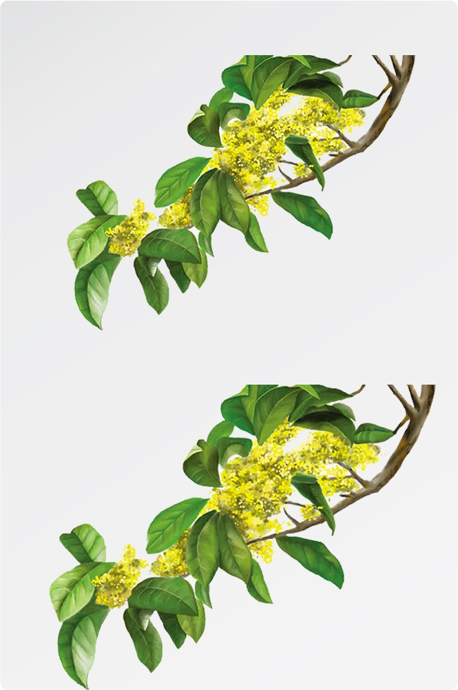 卡通手绘桂花花枝图案素材元素52