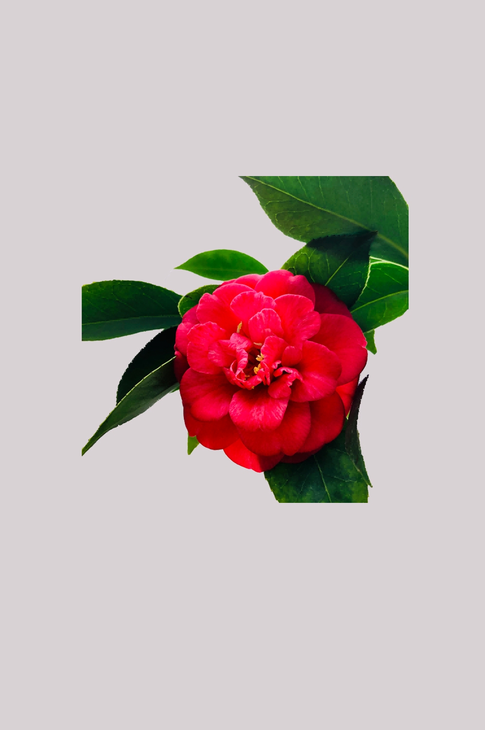 山茶花图片装饰图案插画素材12