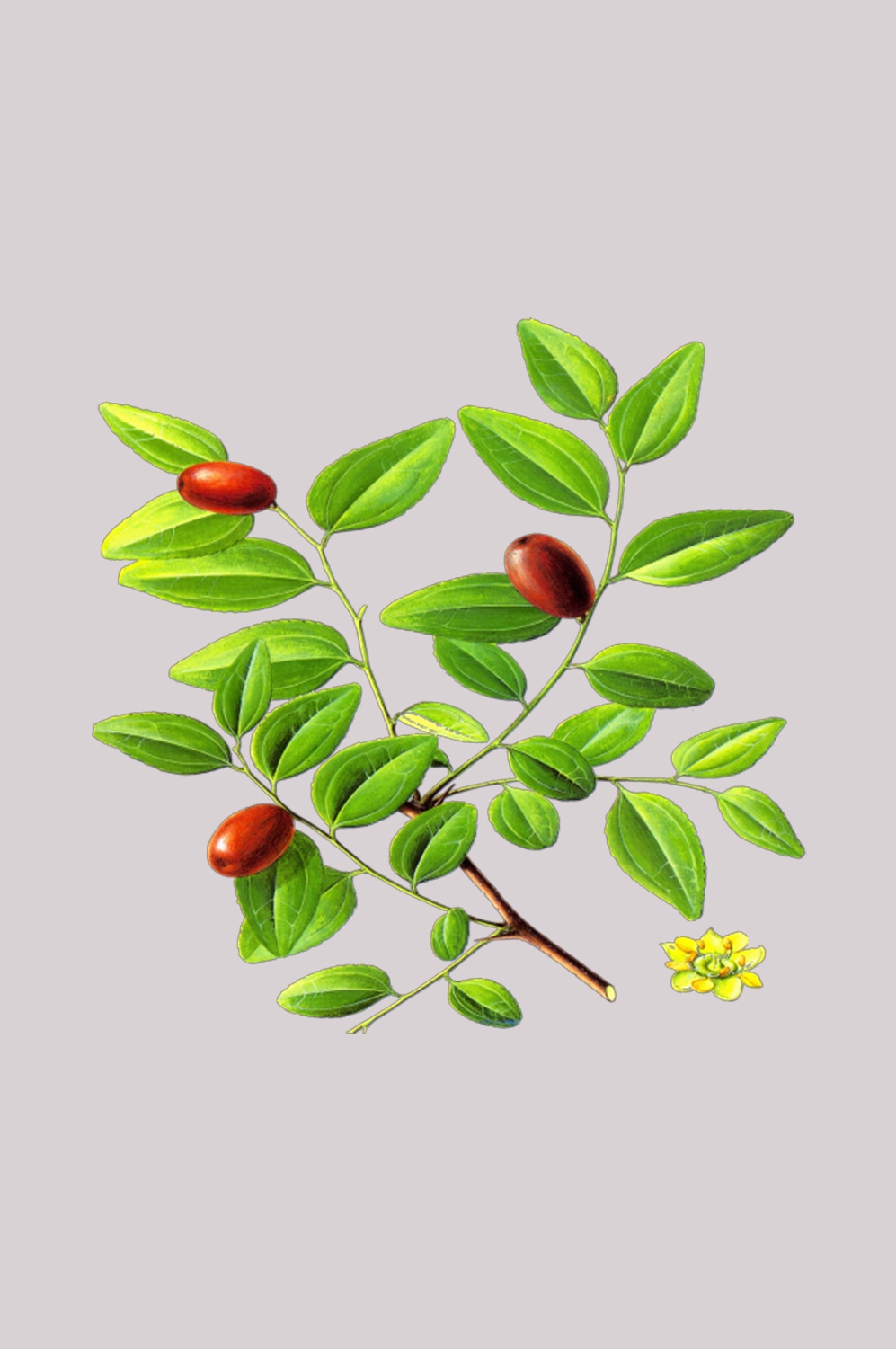 卡通手绘红枣图片素材装饰元素插画 png透明背景 (43)
