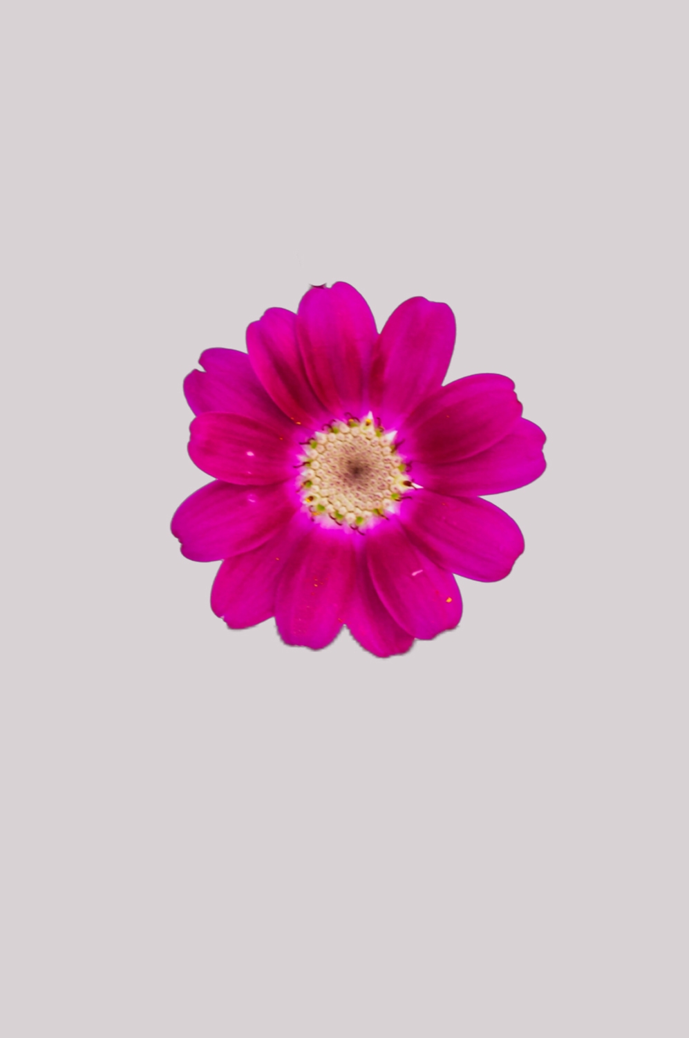 菊花雏菊装饰免抠元素素材21