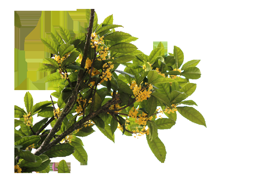 卡通手绘桂花花枝图案素材元素11