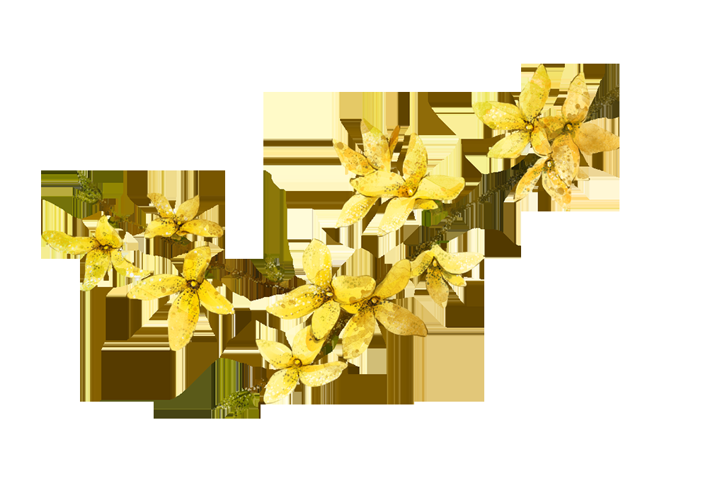 卡通手绘桂花花枝图案素材元素30