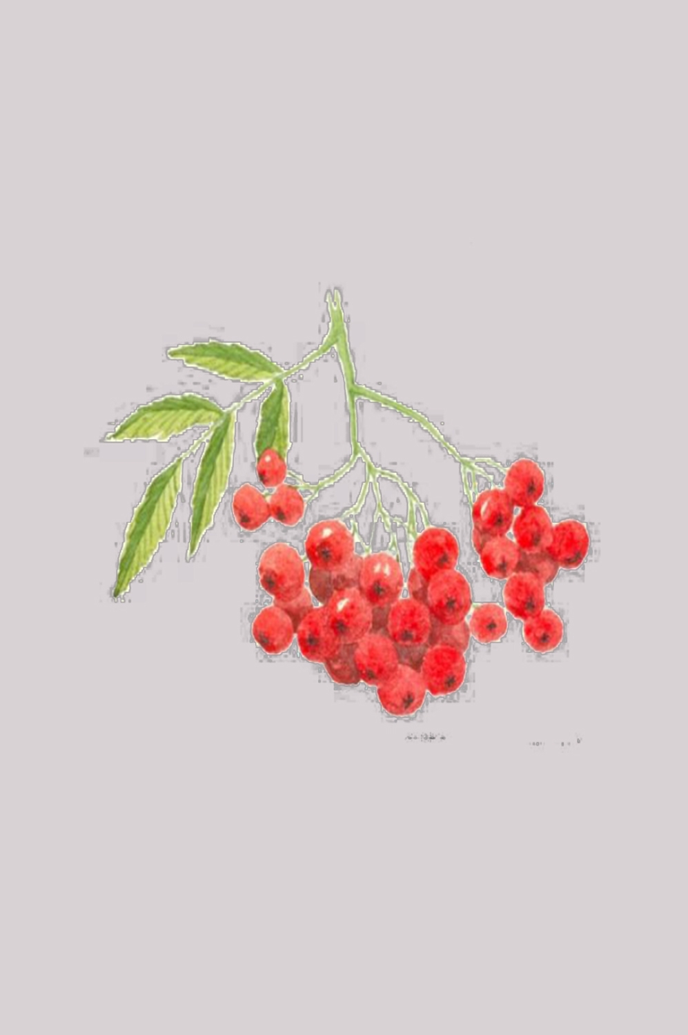 手绘山楂果图片素材装饰元素插画 免抠素材元素 (22)