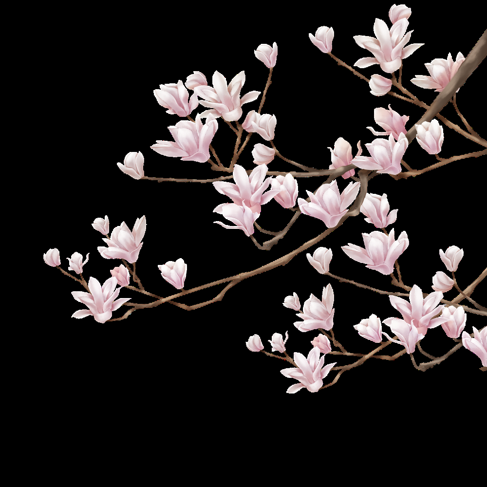 手绘淡雅玉兰花枝花朵装饰元素插图免抠素材4