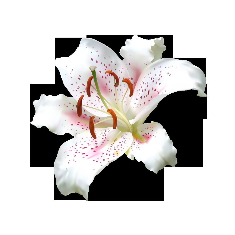 百合花免抠素材25