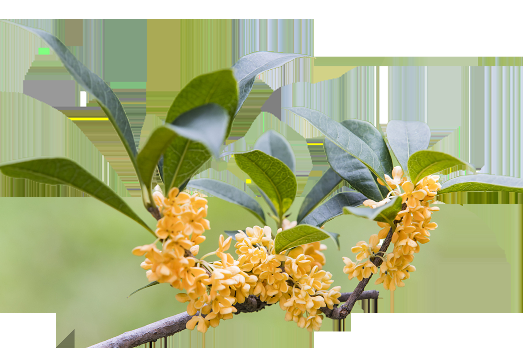 卡通手绘桂花花枝图案素材元素19