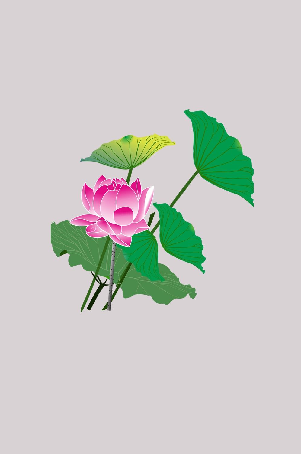 荷叶荷花素材插画装饰元素透明背景免抠素材22