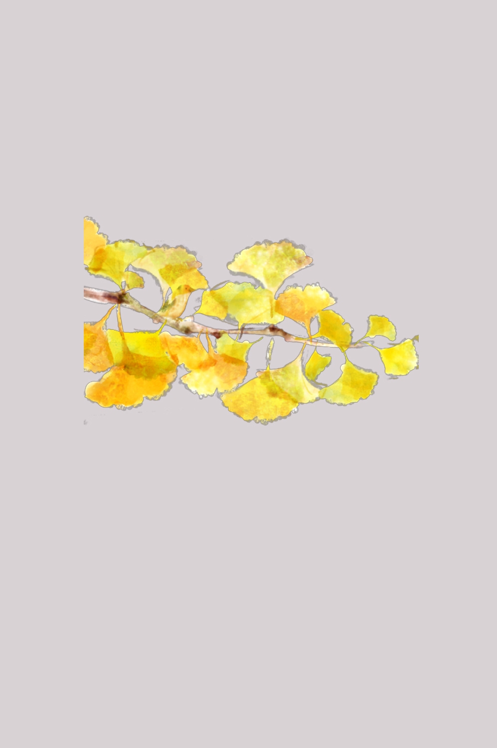 银杏叶树枝插画装饰元素免抠素材25