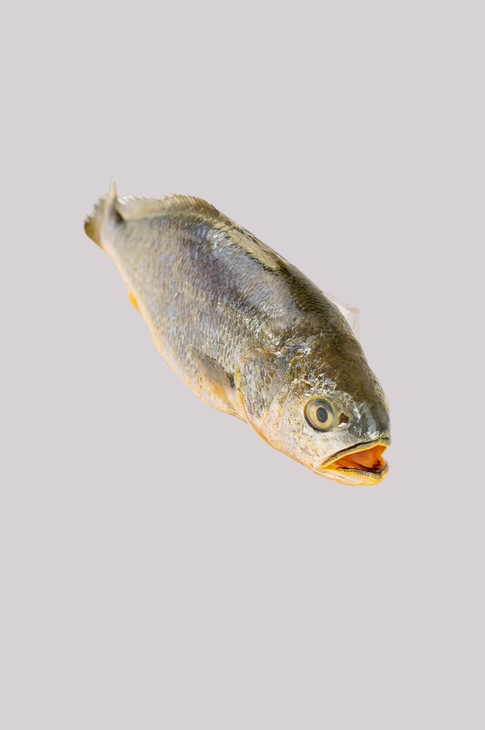 海鲜食材带鱼黄鱼素材图片元素插图免抠59