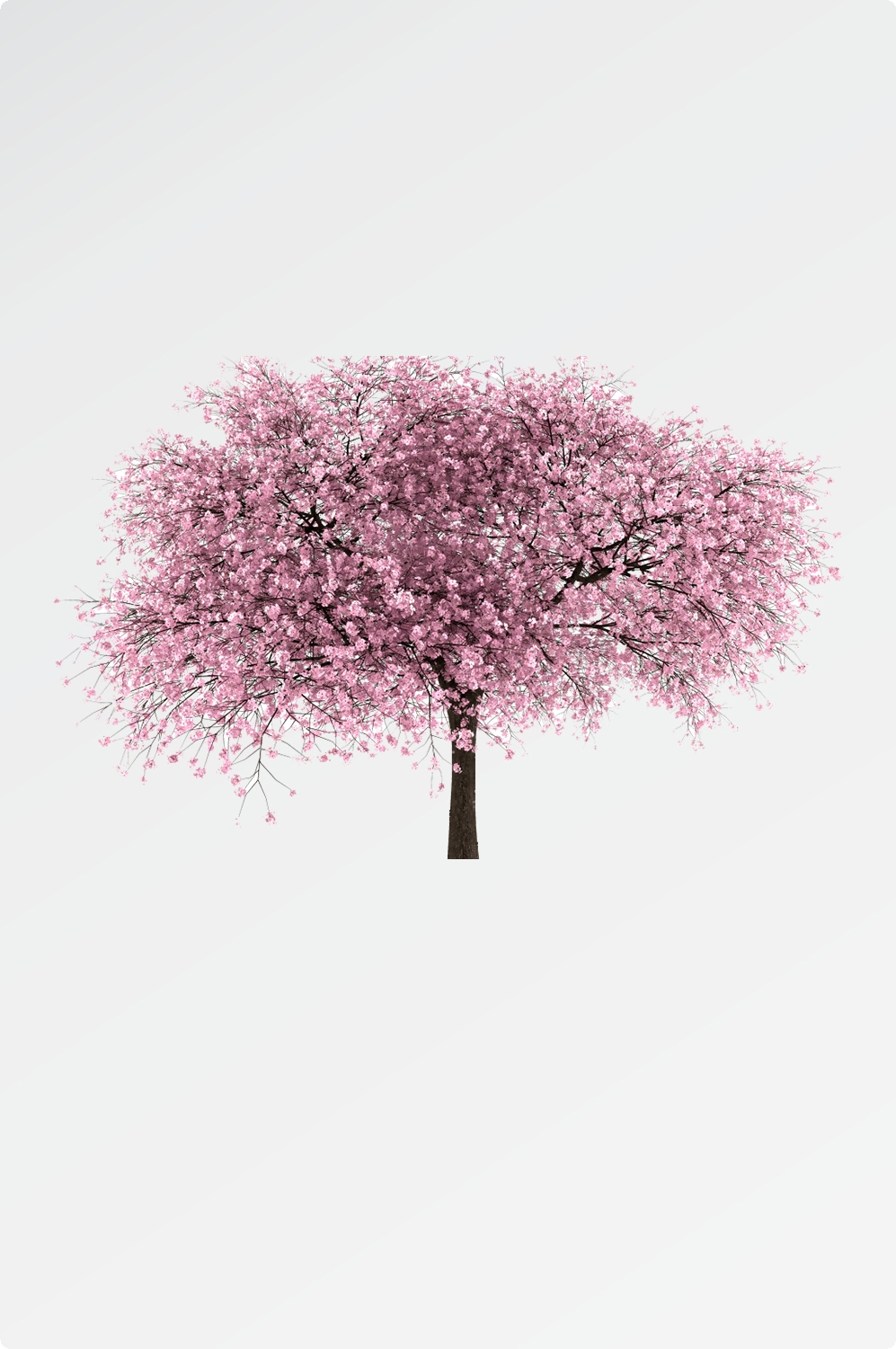 唯美樱花花树花枝樱花飘落图片装饰插图免抠24