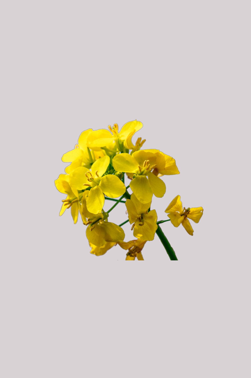 菊花雏菊装饰免抠元素素材11