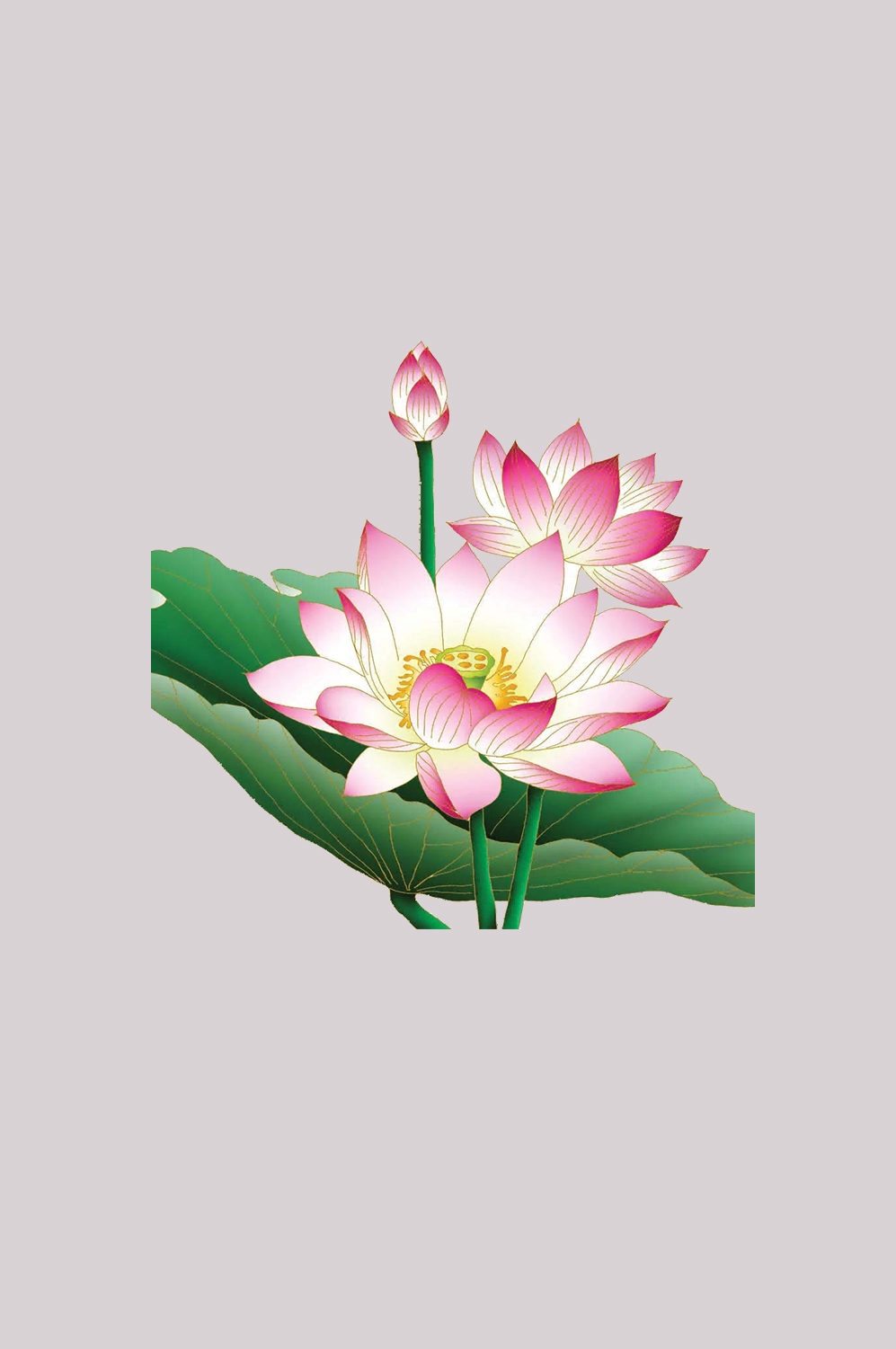 荷叶荷花素材插画装饰元素透明背景免抠素材13