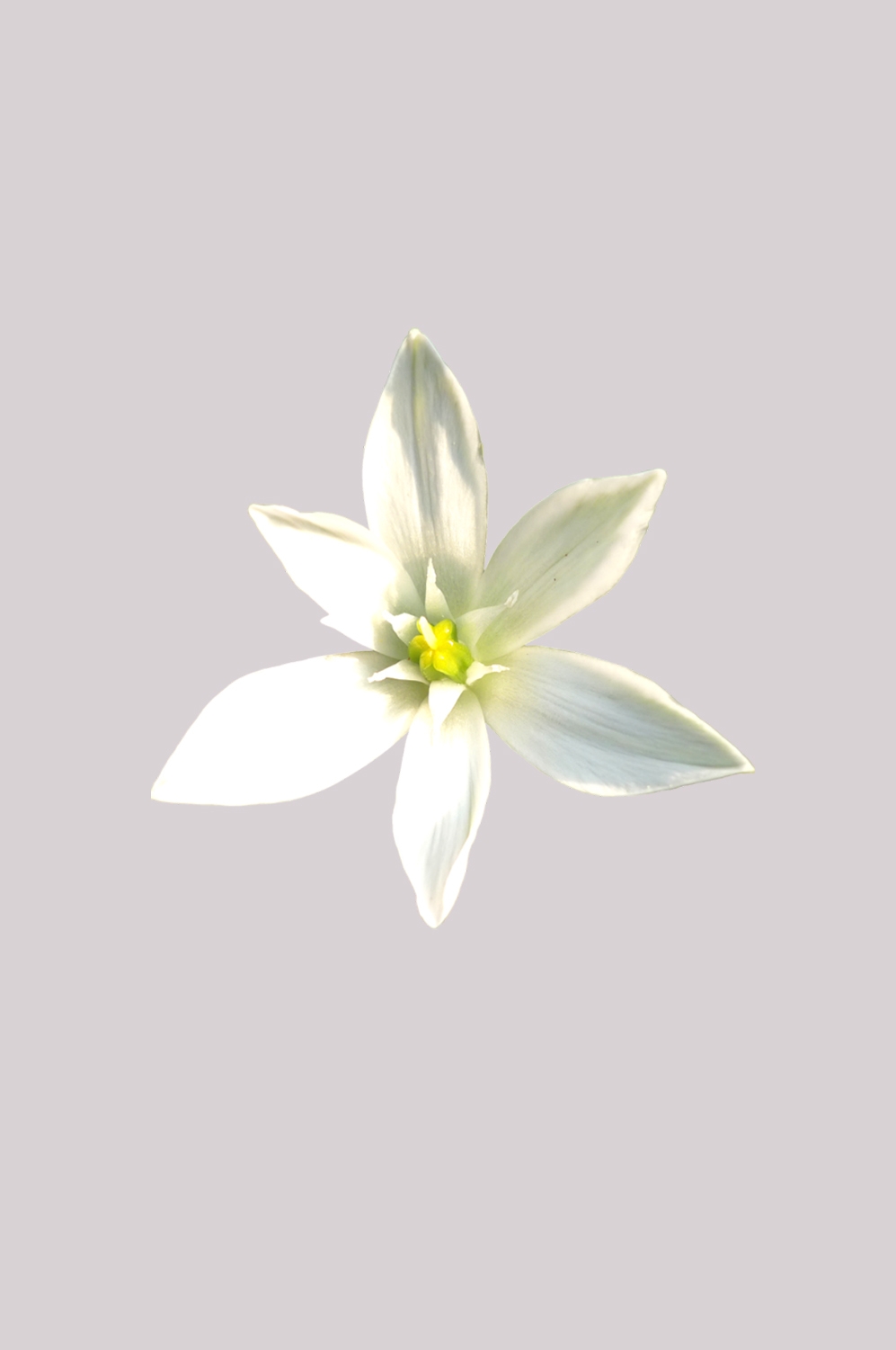百合花免抠素材36