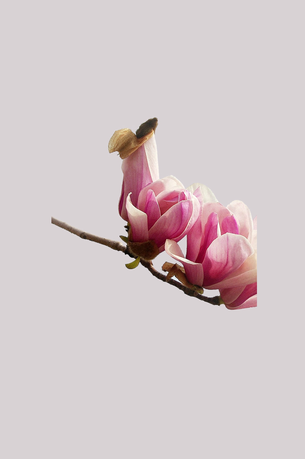 手绘淡雅玉兰花枝花朵装饰元素插图免抠素材9