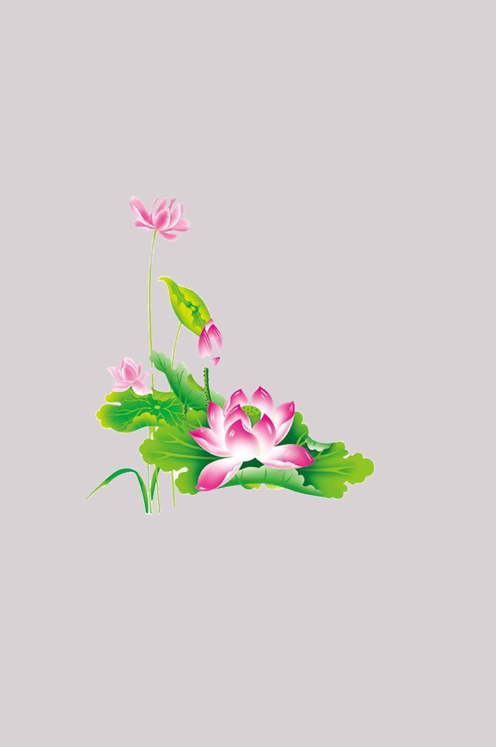 荷叶荷花素材插画装饰元素透明背景免抠素材54