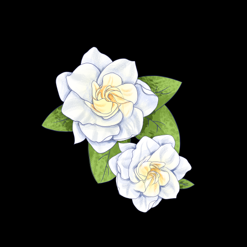 清新淡雅栀子花朵图片素材免抠元素20
