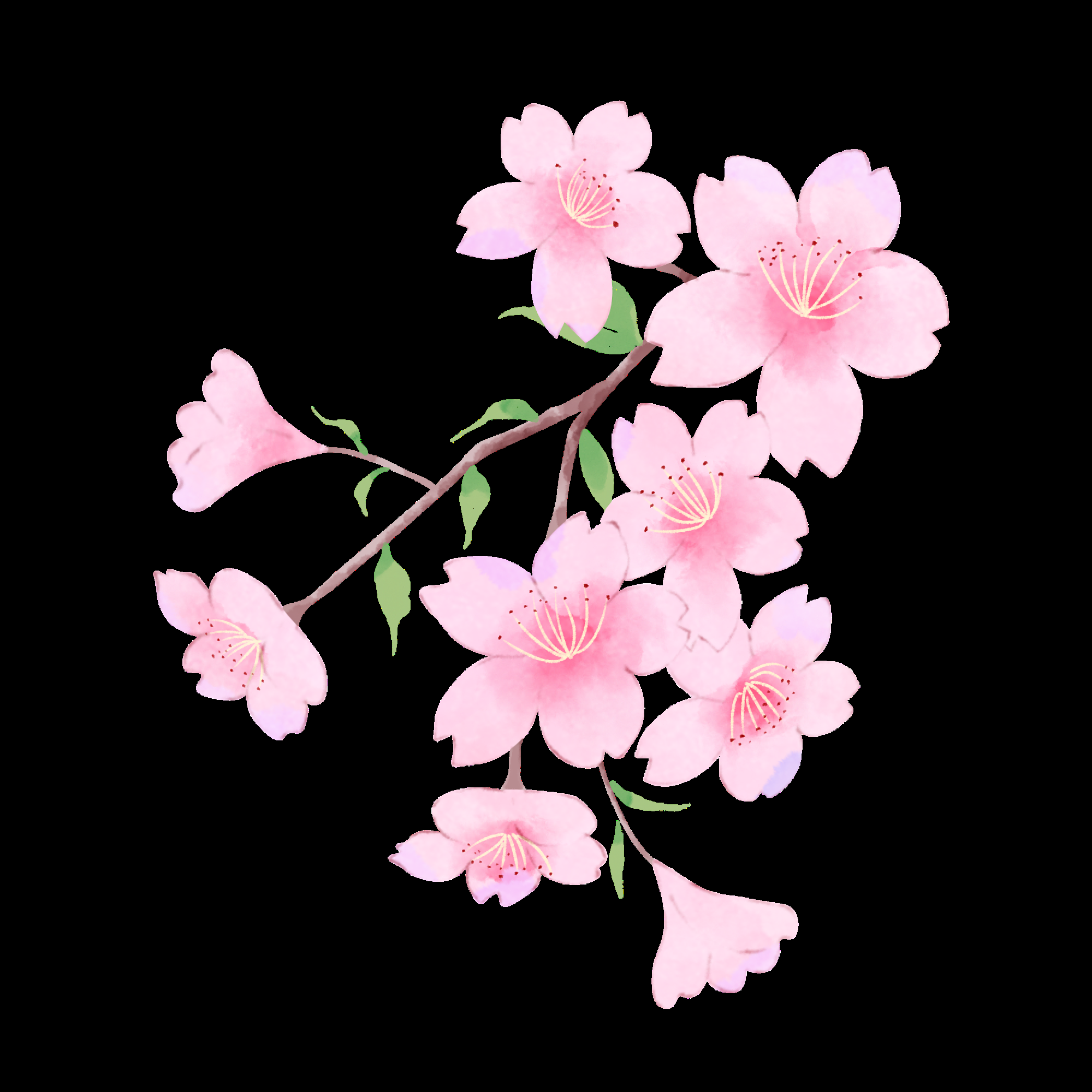 唯美樱花花树花枝樱花飘落图片装饰插图免抠47