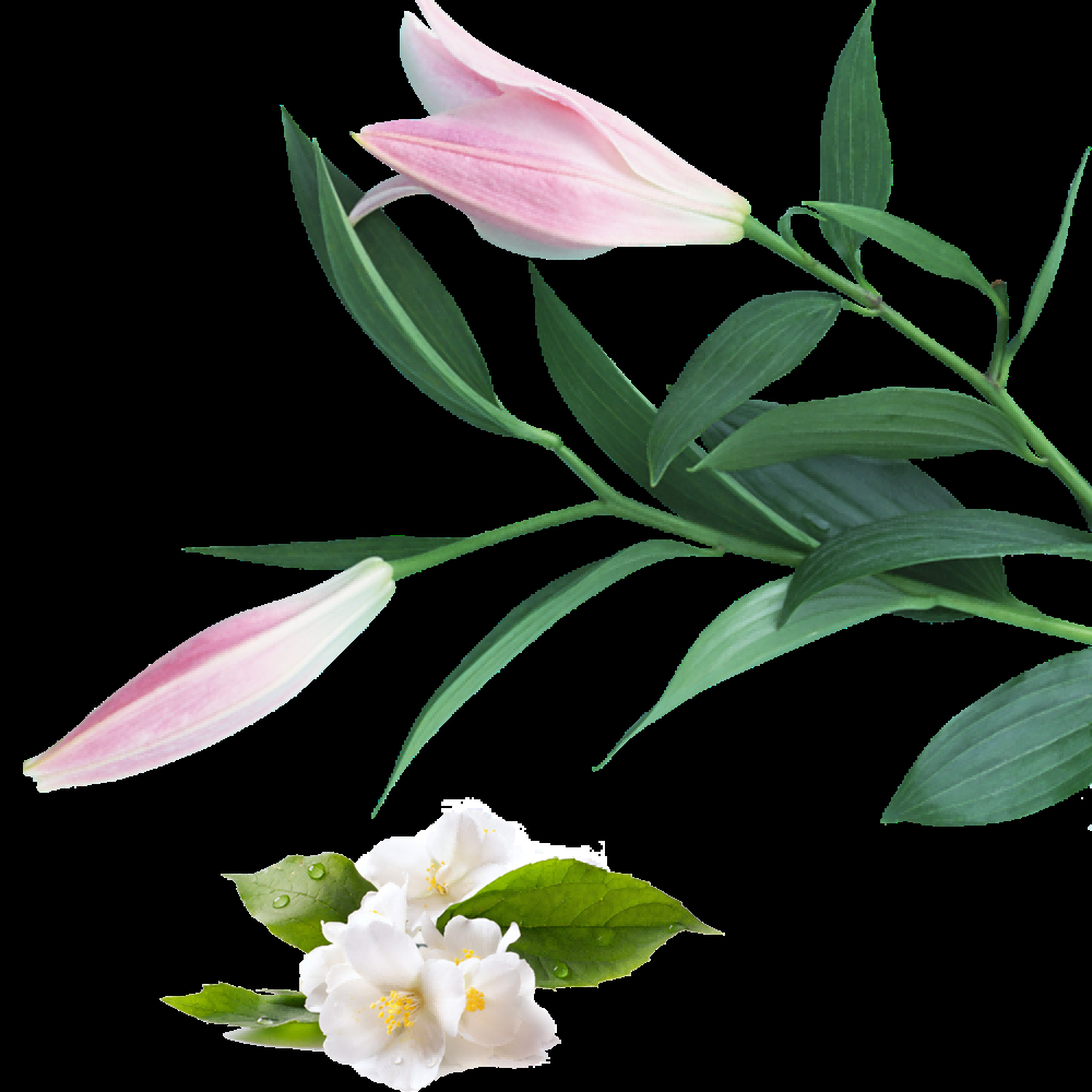 百合花免抠素材7