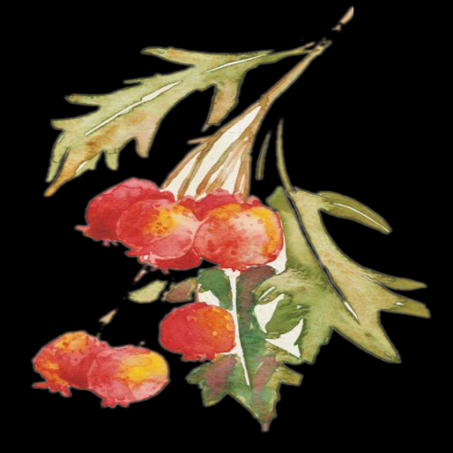 手绘山楂果图片素材装饰元素插画 免抠素材元素 (29)