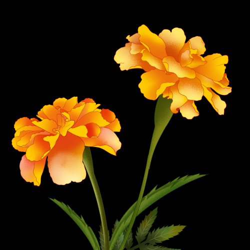 菊花雏菊装饰免抠元素素材32