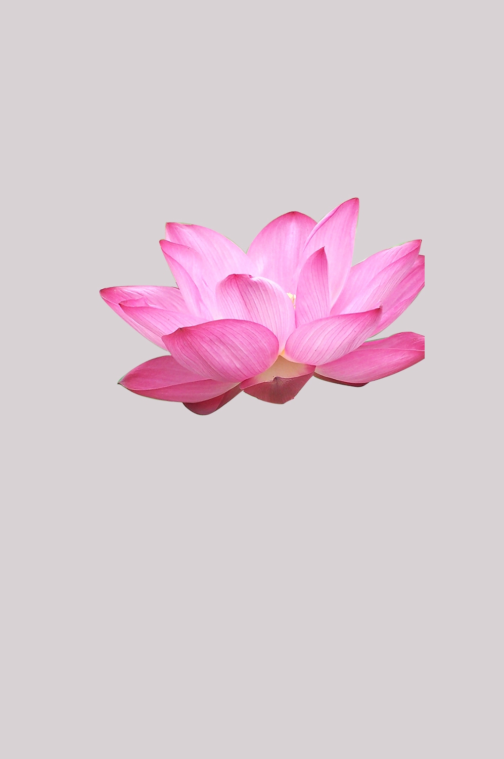 荷叶荷花素材插画装饰元素透明背景免抠素材53