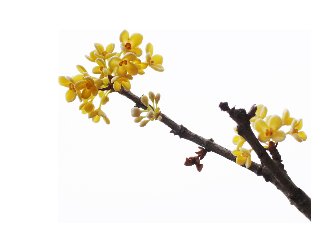 卡通手绘桂花花枝图案素材元素31