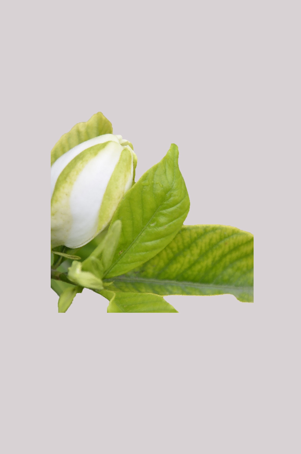 山茶花图片装饰图案插画素材38