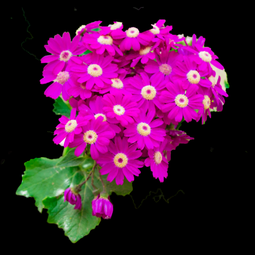菊花雏菊装饰免抠元素素材50