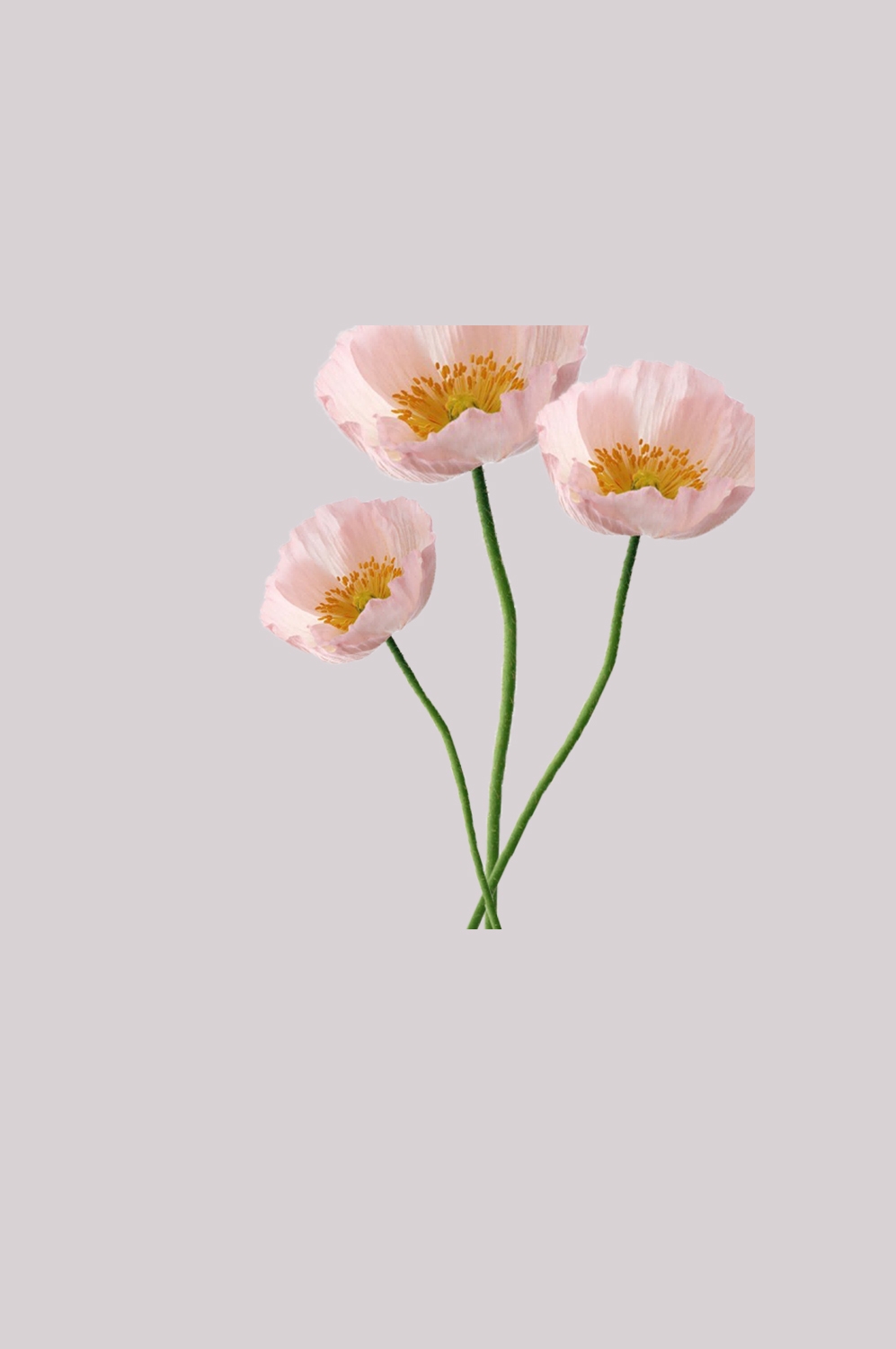 山茶花图片装饰图案插画素材9