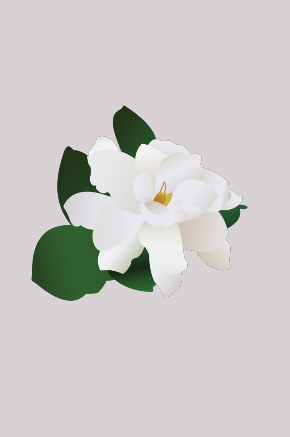 清新淡雅栀子花朵图片素材免抠元素44