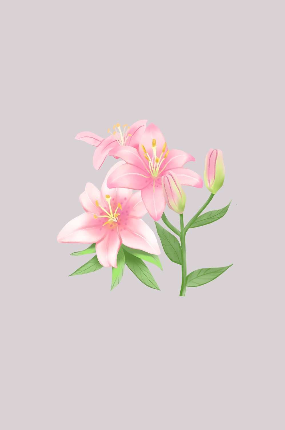百合花免抠素材37