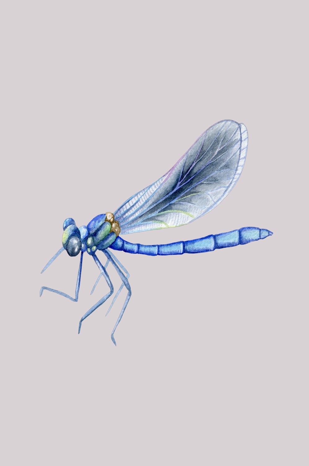 卡通手绘蜻蜓昆虫水墨画插画七彩蜻蜓图案免抠5